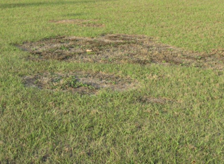 Damage to bahiagrass.