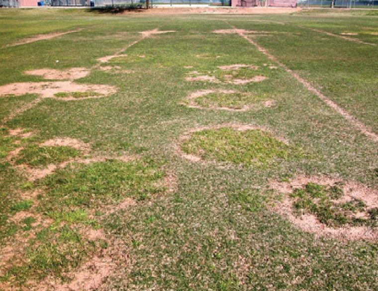 Damage to bermudagrass.
