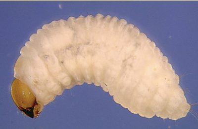 legless, off-white “humpbacked” grubs with light brown heads.