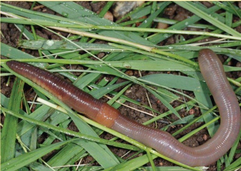 Common earthworm, Lumbricus terrestris