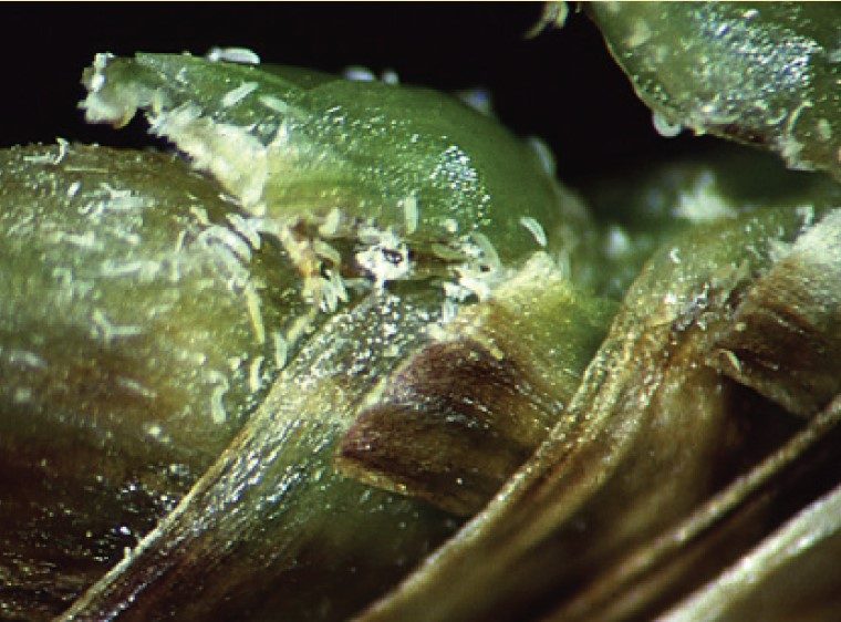 Bermudagrass mites at leaf base