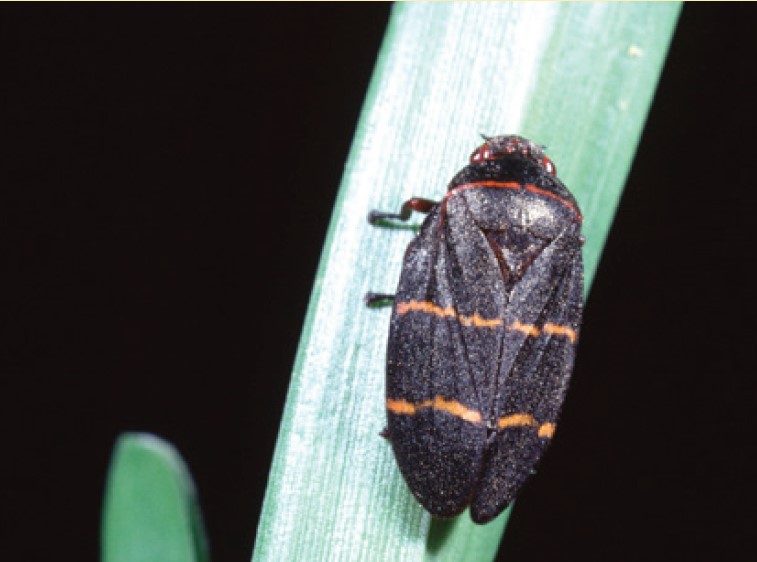 Adult with black with red eyes and legs, and two orange stripes across their wings.