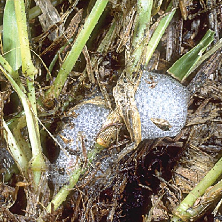 Spittlebug mass containing a nymph.