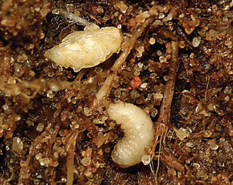 Pupa (upper) and mature larva (lower).