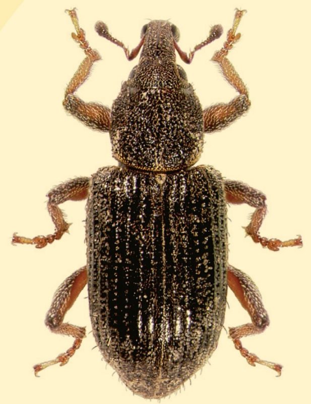 The elytra and thorax are coated with fine grayish-yellow hairs and scales.