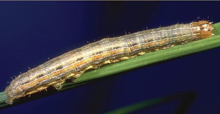 Armyworm with stripes of light white, orange and brown which run the length of the abdomen and a dark band on each proleg.