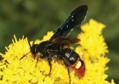 Blue-winged wasp, Scolia dubia