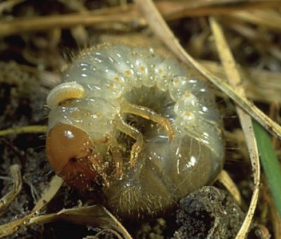 Tiphiid larva on white grub