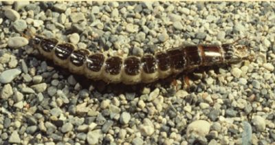 Ground beetle larva with striped dark brown and beige body, lying on a bed of small stones.