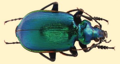 shiny blue-green beetle