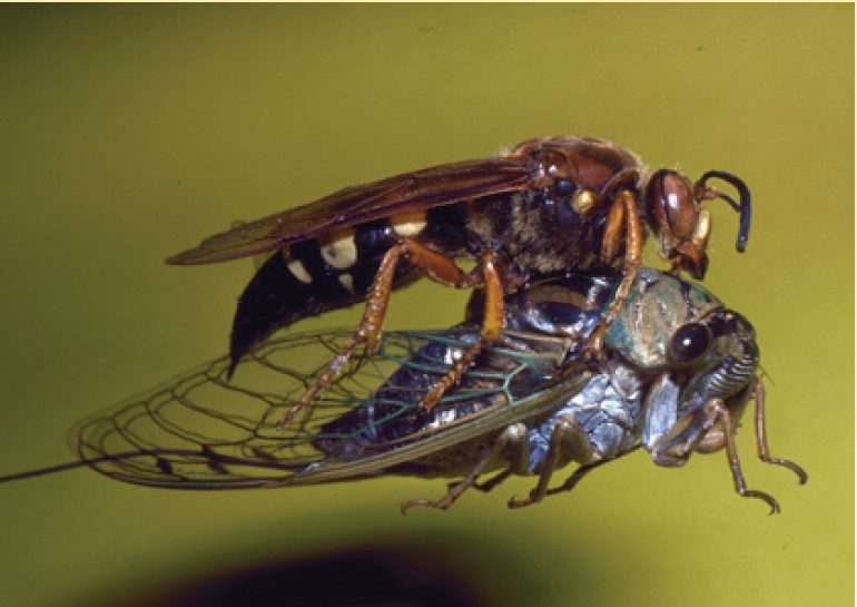 Adult with prey