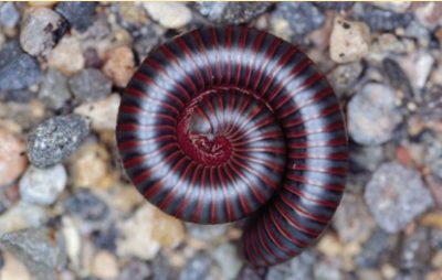 coiled millipede with black and red stripes, resting on a gravel surface.