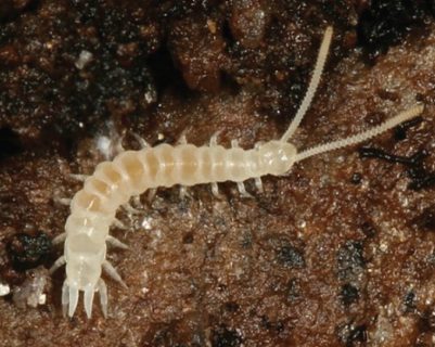 pale white Garden symphylan with many legs, crawling on a dark, textured surface.