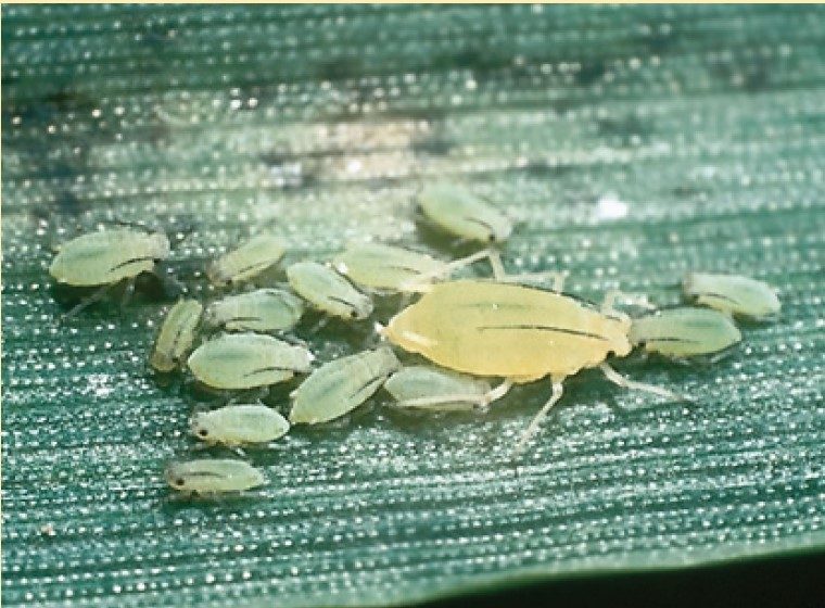 Greenbugs.