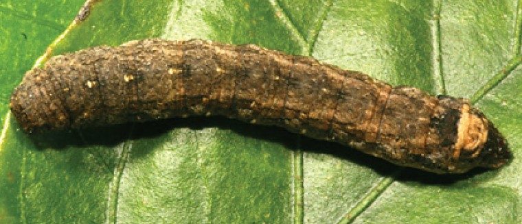 Gray to brown mottled body with four to seven light yellow spots along the middle of their back and a black W-shaped marking located on the dorsal side of their last abdominal segment.