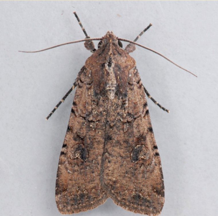 Adult with mottled light and dark brown with black notch markings on the edge of their forewings.