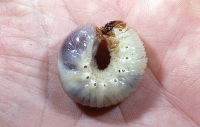 White with a red head capsule and a double row of bristles on the raster.