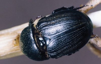 Dull black beetle about 3/5 inch long.