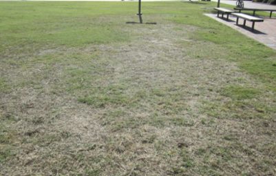 Damaged grass.
