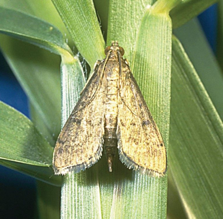 Adult tropical sod webworm in brown color.