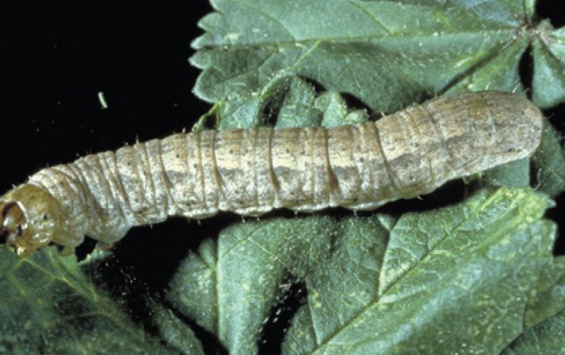 Larva in light gray color and smooth skin.