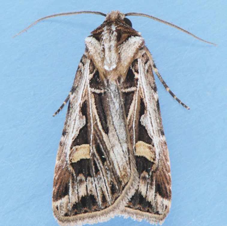 Dark gray and black pattern with light gray and brown streaks and a wing span.
