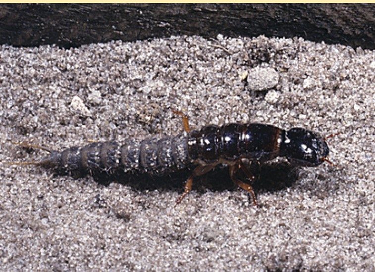 Rove beetle larva