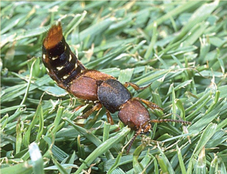 Rove beetle adult