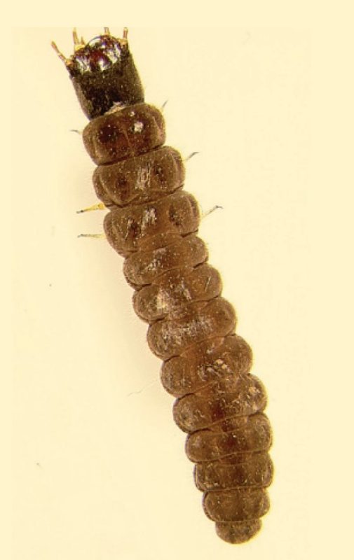 Solider beetle larva