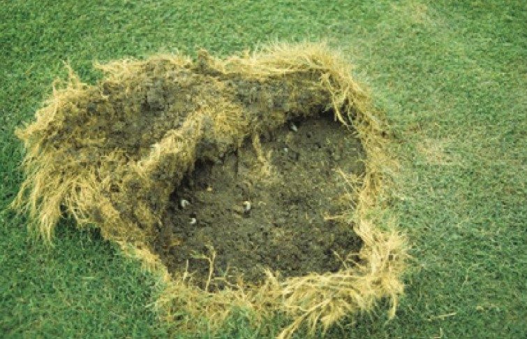 Turf can be pulled back like a carpet, if the roots have been eaten by white grubs.