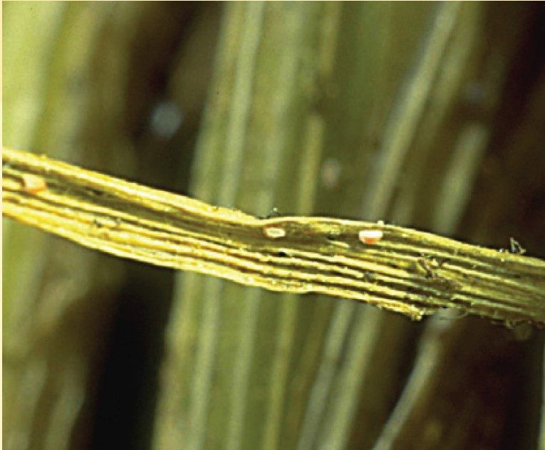 Winter grain mites