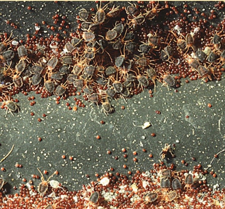 Clover mites and eggs.