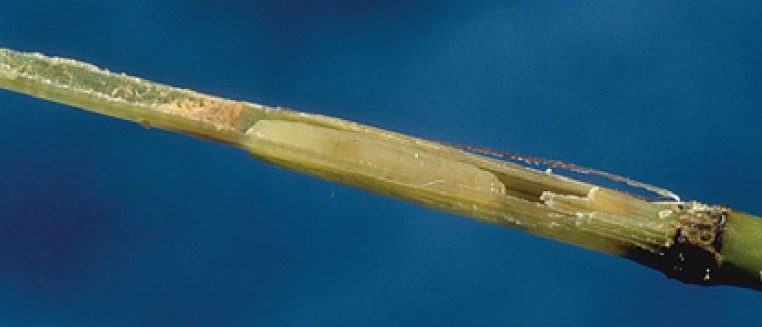 Frit fly larva burrowing in a stem of grass.