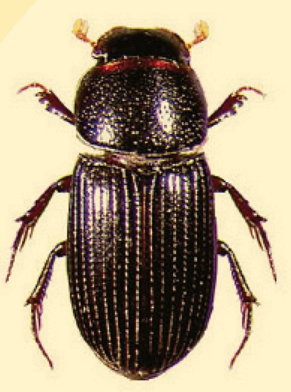 black, shiny beetles.