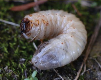 A large white grub with small brown spots and a dark head, resting on green moss.