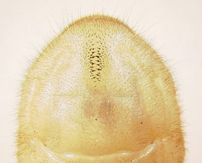 Close-up image of a raster, showing detailed patterns and fine hairs.