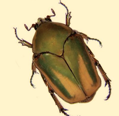 Green and yellow, Green June adult beetle.