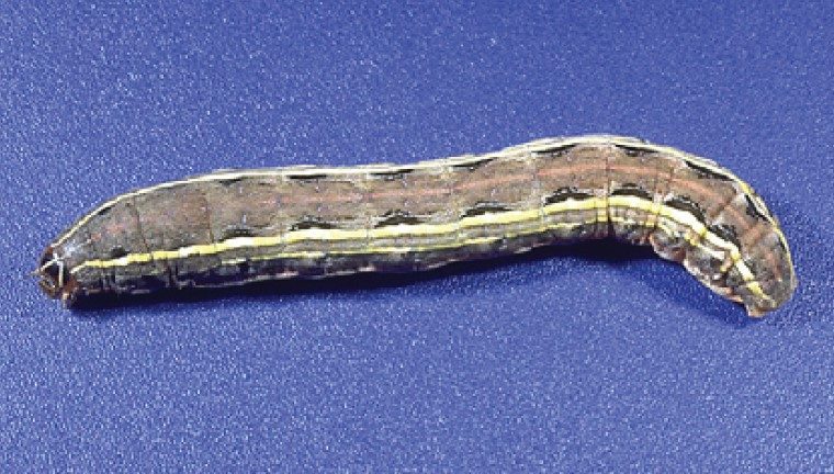 Yellowstriped armyworm with two yellow stripes running down the top of each side of its body.