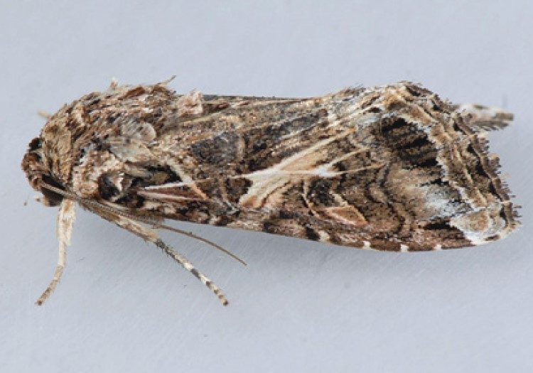 yellow armyworm has a complex pattern of dark and light markings with a dark yellowish-brown elongated triangular marking 2/3 of the way down on the forewing.
