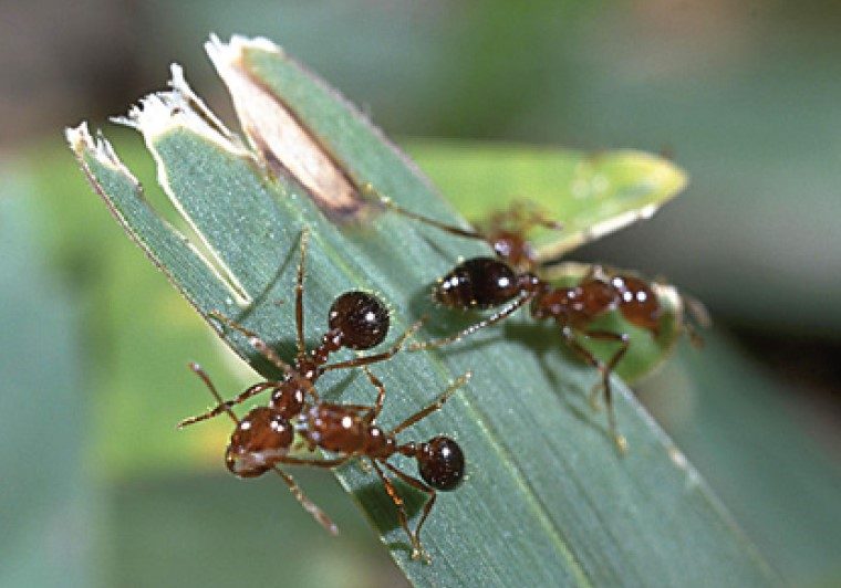 Workers on a green leaf