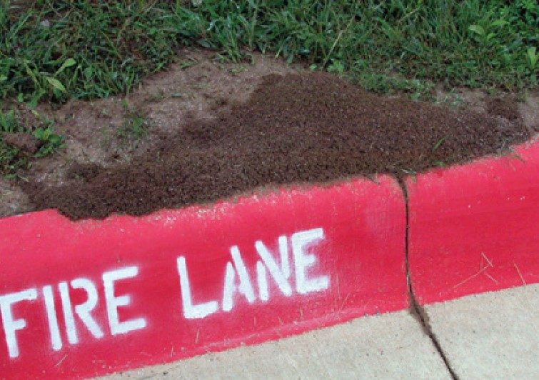 Fire ant mound