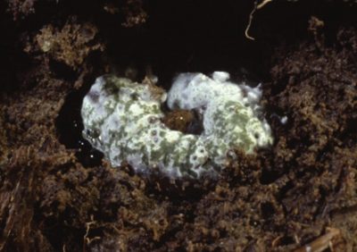 Green muscardine disease, Metarhizium anisopliae