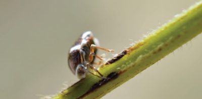 White muscardine disease