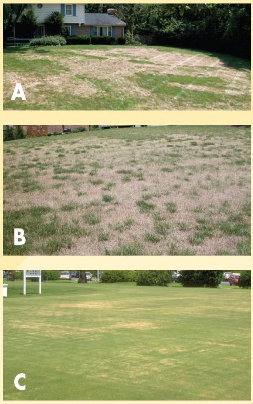 Billbug larvae feeding damage to Kentucky bluegrass.