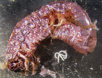 White grub infected with Heterohabditis spp.