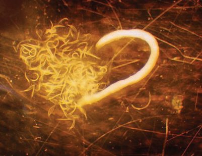 Female Heterorhabditis bacteriophora and many second- stage juveniles.