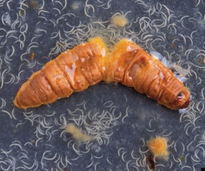 Wax moth larva infected with Heterorhabditis bacteriophora