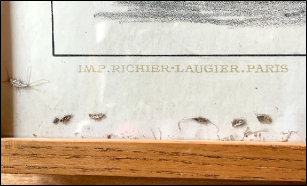 Multiple dead silverfish are trapped under the glass in a a poster frame.