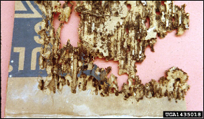 A piece of corrugated cardboard partially eaten by silverfish.