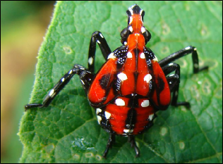 A mature spotted lanternfly nymph rests on a fresh leaf.